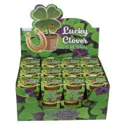 Τυχερό Τετράφυλλο Τριφύλλι Σε Πλαστική Γλάστρα