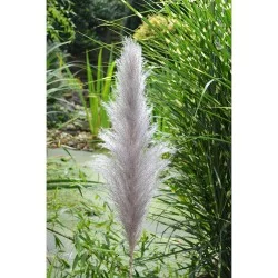 Κλαδί Γρασίδι  Τεχνητό Εκρού 150cm