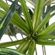 Artificial Garden BROADLEAF LADY PALM 20059 Τεχνητό Διακοσμητικό Φυτό Πλατύφυλλος Φοίνικας Μπαμπού Υ50cm