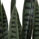 Artificial Garden DRACAENA TRIFASCIATA 20063 Τεχνητό Διακοσμητικό Φυτό Σανσεβιέρια Υ90cm