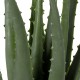 Artificial Garden ALOE 20064 Τεχνητό Διακοσμητικό Φυτό Αλόη Υ38cm