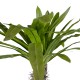 Artificial Garden PACHYPODIUM LAMEREI PALM TREE 20130 Τεχνητό Διακοσμητικό Φυτό Φοίνικας της Μαγαδασκάρης Υ175cm