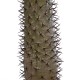 Artificial Garden PACHYPODIUM LAMEREI PALM TREE 20130 Τεχνητό Διακοσμητικό Φυτό Φοίνικας της Μαγαδασκάρης Υ175cm