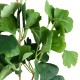 Artificial Garden GINKGO BRANCH 20259 Τεχνητό Διακοσμητικό Κλαδί Γκίγκο Π22 x Υ80cm