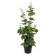 Artificial Garden VITIS GRAPE TREE 20379 Τεχνητό Διακοσμητικό Φυτό Άμπελος Υ90cm