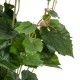 Artificial Garden VITIS GRAPE TREE 20379 Τεχνητό Διακοσμητικό Φυτό Άμπελος Υ90cm