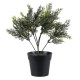 Artificial Garden LEMON CYPRESS 20389 Τεχνητό Διακοσμητικό Φυτό Λεμονόκυπάρισσο Υ30cm