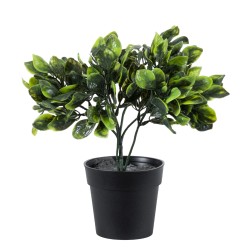 Artificial Garden ANUBIA BARTERI 20390 Τεχνητό Διακοσμητικό Φυτό Ανούμπια Υ30cm