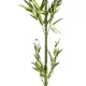 Artificial Garden BAMBOO BRANCH 20439 Τεχνητό Διακοσμητικό Κλαδί Μπαμπού Υ200cm