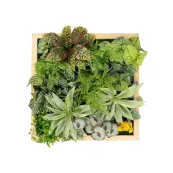 Artificial Garden VARIOUS PLANT 20641 Τεχνητό Διακοσμητικό Φυλλωσιάς σε Ξύλινο Πάνελ - Κάθετος Κήπος Μιξ Μ60 x Π60 x Υ32cm