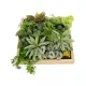 Artificial Garden VARIOUS PLANT 20641 Τεχνητό Διακοσμητικό Φυλλωσιάς σε Ξύλινο Πάνελ - Κάθετος Κήπος Μιξ Μ60 x Π60 x Υ32cm Artificial Garden VARIOUS PLANT 20641 Τεχνητό Διακοσμητικό Φυλλωσιάς σε Ξύλινο Πάνελ - Κάθετος Κήπος Μιξ Μ60 x Π60 x Υ32cm