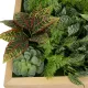 Artificial Garden VARIOUS PLANT 20641 Τεχνητό Διακοσμητικό Φυλλωσιάς σε Ξύλινο Πάνελ - Κάθετος Κήπος Μιξ Μ60 x Π60 x Υ32cm Artificial Garden VARIOUS PLANT 20641 Τεχνητό Διακοσμητικό Φυλλωσιάς σε Ξύλινο Πάνελ - Κάθετος Κήπος Μιξ Μ60 x Π60 x Υ32cm