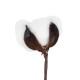 Artificial Garden COTTON BRANCH 20493 Τεχνητό Διακοσμητικό Κλαδί βαμβάκι Υ43cm Artificial Garden COTTON BRANCH 20493 Τεχνητό Διακοσμητικό Κλαδί βαμβάκι Υ43cm