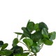 Artificial Garden HANGING PEPEROMIA 20599 Τεχνητό Διακοσμητικό Κρεμαστό Φυτό Πεπερόμια Μ30 x Π31 x Υ50cm