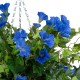 Artificial Garden MORNING GLORY HANGING PLANT 20636 Τεχνητό Κρεμαστό Διακοσμητικό Φυτό Ορτανσίας Y55cm