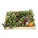 Artificial Garden VARIOUS PLANT 20642 Τεχνητό Διακοσμητικό Φυλλωσιάς σε Ξύλινο Πάνελ - Κάθετος Κήπος Μιξ Μ60 x Π40 x Υ20cm Artificial Garden VARIOUS PLANT 20642 Τεχνητό Διακοσμητικό Φυλλωσιάς σε Ξύλινο Πάνελ - Κάθετος Κήπος Μιξ Μ60 x Π40 x Υ20cm