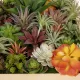 Artificial Garden VARIOUS PLANT 20642 Τεχνητό Διακοσμητικό Φυλλωσιάς σε Ξύλινο Πάνελ - Κάθετος Κήπος Μιξ Μ60 x Π40 x Υ20cm Artificial Garden VARIOUS PLANT 20642 Τεχνητό Διακοσμητικό Φυλλωσιάς σε Ξύλινο Πάνελ - Κάθετος Κήπος Μιξ Μ60 x Π40 x Υ20cm