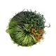 Artificial Garden VARIOUS PLANTS ROUND WALL DISC 20688 Τεχνητό Διακοσμητικό Στρογγυλό Πάνελ Φυλλωσιάς - Κάθετος Κήπος Μιξ Μ50 x Π50 x Υ23cm Artificial Garden VARIOUS PLANTS ROUND WALL DISC 20688 Τεχνητό Διακοσμητικό Στρογγυλό Πάνελ Φυλλωσιάς - Κάθετος Κήπος Μιξ Μ50 x Π50 x Υ23cm