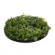 Artificial Garden VARIOUS PLANTS ROUND WALL DISC 20689 Τεχνητό Διακοσμητικό Στρογγυλό Πάνελ Φυλλωσιάς - Κάθετος Κήπος Μιξ Μ70 x Π70 x Υ15cm Artificial Garden VARIOUS PLANTS ROUND WALL DISC 20689 Τεχνητό Διακοσμητικό Στρογγυλό Πάνελ Φυλλωσιάς - Κάθετος Κήπος Μιξ Μ70 x Π70 x Υ15cm