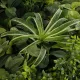 Artificial Garden VARIOUS PLANTS ROUND WALL DISC 20689 Τεχνητό Διακοσμητικό Στρογγυλό Πάνελ Φυλλωσιάς - Κάθετος Κήπος Μιξ Μ70 x Π70 x Υ15cm Artificial Garden VARIOUS PLANTS ROUND WALL DISC 20689 Τεχνητό Διακοσμητικό Στρογγυλό Πάνελ Φυλλωσιάς - Κάθετος Κήπος Μιξ Μ70 x Π70 x Υ15cm