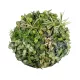Artificial Garden VARIOUS PLANTS ROUND WALL DISC 20690 Τεχνητό Διακοσμητικό Στρογγυλό Πάνελ Φυλλωσιάς - Κάθετος Κήπος Μιξ Μ80 x Π80 x Υ20cm Artificial Garden VARIOUS PLANTS ROUND WALL DISC 20690 Τεχνητό Διακοσμητικό Στρογγυλό Πάνελ Φυλλωσιάς - Κάθετος Κήπος Μιξ Μ80 x Π80 x Υ20cm