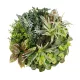 Artificial Garden VARIOUS PLANTS ROUND WALL DISC 20691 Τεχνητό Διακοσμητικό Στρογγυλό Πάνελ Φυλλωσιάς - Κάθετος Κήπος Μιξ Μ60 x Π60 x Υ20cm Artificial Garden VARIOUS PLANTS ROUND WALL DISC 20691 Τεχνητό Διακοσμητικό Στρογγυλό Πάνελ Φυλλωσιάς - Κάθετος Κήπος Μιξ Μ60 x Π60 x Υ20cm