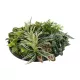 Artificial Garden VARIOUS PLANTS ROUND WALL DISC 20691 Τεχνητό Διακοσμητικό Στρογγυλό Πάνελ Φυλλωσιάς - Κάθετος Κήπος Μιξ Μ60 x Π60 x Υ20cm Artificial Garden VARIOUS PLANTS ROUND WALL DISC 20691 Τεχνητό Διακοσμητικό Στρογγυλό Πάνελ Φυλλωσιάς - Κάθετος Κήπος Μιξ Μ60 x Π60 x Υ20cm