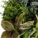 Artificial Garden VARIOUS PLANTS ROUND WALL DISC 20691 Τεχνητό Διακοσμητικό Στρογγυλό Πάνελ Φυλλωσιάς - Κάθετος Κήπος Μιξ Μ60 x Π60 x Υ20cm Artificial Garden VARIOUS PLANTS ROUND WALL DISC 20691 Τεχνητό Διακοσμητικό Στρογγυλό Πάνελ Φυλλωσιάς - Κάθετος Κήπος Μιξ Μ60 x Π60 x Υ20cm