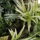 Artificial Garden VARIOUS PLANTS ROUND WALL DISC 20691 Τεχνητό Διακοσμητικό Στρογγυλό Πάνελ Φυλλωσιάς - Κάθετος Κήπος Μιξ Μ60 x Π60 x Υ20cm Artificial Garden VARIOUS PLANTS ROUND WALL DISC 20691 Τεχνητό Διακοσμητικό Στρογγυλό Πάνελ Φυλλωσιάς - Κάθετος Κήπος Μιξ Μ60 x Π60 x Υ20cm