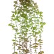 Artificial Garden HANGING EUCALYPTUS 20810 Τεχνητό Διακοσμητικό Κρεμαστό Φυτό Ευκάλυπτος Μ16 x Π9 x Υ105cm