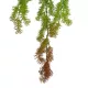 Artificial Garden HANGING CYPRESS 20822 Τεχνητό Διακοσμητικό Κρεμαστό Φυτό Κυπαρίσσι Μ25 x Π15 x Υ80cm Artificial Garden HANGING CYPRESS 20822 Τεχνητό Διακοσμητικό Κρεμαστό Φυτό Κυπαρίσσι Μ25 x Π15 x Υ80cm