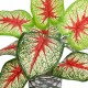 Artificial Garden CALADIUM 20891 Τεχνητό Διακοσμητικό Φυτό Τροπικό Φυτό Φ40 x Υ33cm