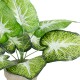 Artificial Garden CALADIUM POTTED PLANT 20894 Διακοσμητικό Φυτό Καλάντιουμ Φ40 x Υ33cm