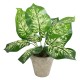 Artificial Garden DIEFFENBACHIA POTTED PLANT 20897 Διακοσμητικό Φυτό Διεφενμπάχια Φ40 x Υ33cm