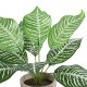 Artificial Garden ZEBRA POTTED PLANT 20898 Διακοσμητικό Φυτό Ζέμπρα Φ40 x Υ33cm