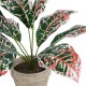 Artificial Garden RED AGLAONEMA POTTED PLANT 20901 Διακοσμητικό Φυτό Κόκκινο Αγλαόνημα Φ40 x Υ33cm