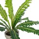 Artificial Garden  ASPLENIUM POTTED PLANT 20904 Διακοσμητικό Φυτό Aslenium Φ40 x Υ33cm