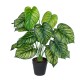 Artificial Garden CALATHEA PLANT 20912 Διακοσμητικό Φυτό Καλαθέα Φ55 x Υ75cm