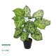 Artificial Garden DIEFFENBACHIA PLANT 20914 Διακοσμητικό Φυτό Διφενμπάχια Φ58 x Υ75cm