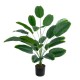 Artificial Garden YOUNG BANANA PLANT 20916 - Διακοσμητικό Φυτό Νεαρή Μπανανιά Φ82 x Υ80cm