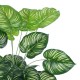 Artificial Garden CALATHEA PLANT 20922 Διακοσμητικό Φυτό Καλαθέα Φ70 x Υ80cm