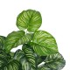 Artificial Garden CALATHEA PLANT 20933 Διακοσμητικό Φυτό Καλαθέα Φ55 x Υ55cm