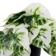 Artificial Garden ALBINO MONSTERA PLANT 20946 - Διακοσμητικό Φυτό Μονστέρα Φ23 x Υ16cm