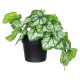 Artificial Garden WHITE BEGONIA PLANT 20947 Διακοσμητικό Φυτό Λευκή Μπιγόνια Φ23 x Υ16cm