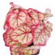 Artificial Garden RED BEGONIA PLANT 20948 Διακοσμητικό Φυτό Κόκκινη Μπιγόνια Φ23 x Υ16cm