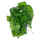 Artificial Garden GREEN BEGONIA PLANT 20949 Διακοσμητικό Φυτό Πράσινη Μπιγόνια Φ23 x Υ16cm