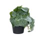 Artificial Garden STRAWBERRY PLANT 20950 Διακοσμητικό Φυτό Φραουλιά Φ23 x Υ16cm