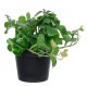 Artificial Garden SCHEFFLERA PLANT 20954 Διακοσμητικό Φυτό Σεφλέρα Φ18 x Υ17cm