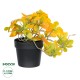 Artificial Garden SCHEFFLERA MIX PLANT 20955 Διακοσμητικό Φυτό Σεφλέρα Φ20 x Υ18cm