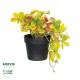 Artificial Garden SCHEFFLERA MIX PLANT 20956 Διακοσμητικό Φυτό Σεφλέρα Φ20 x Υ18cm